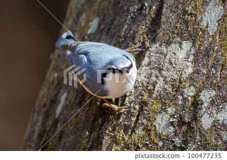 觀鳥 Nuthatch 100477235