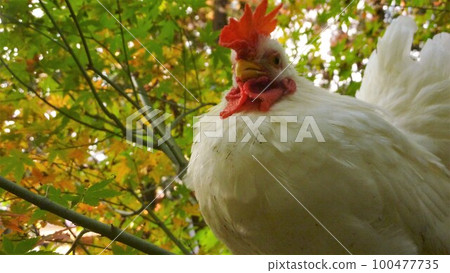 Local exploration with chicken Local exploration with chicken 100477735