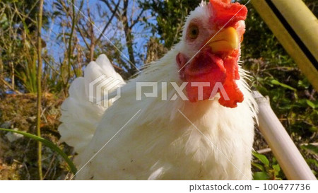 Local exploration with chicken Local exploration with chicken 100477736