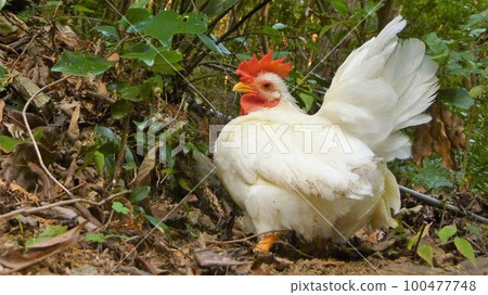 Local exploration with chicken 100477748