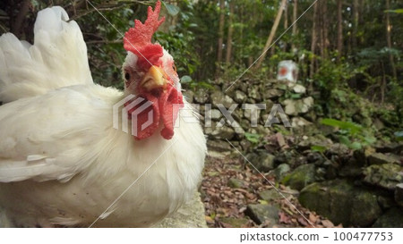 Local exploration with chicken Local exploration with chicken 100477753