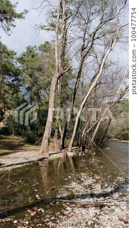 the river and trees in the spring the river and trees in the spring 100477754
