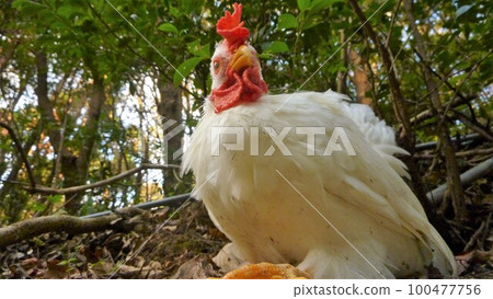 Local exploration with chicken Local exploration with chicken 100477756