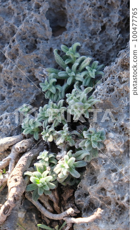 green succulents on stone green succulents on stone 100477765