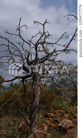 lonely dead tree in a desert lonely dead tree in a desert 100477774
