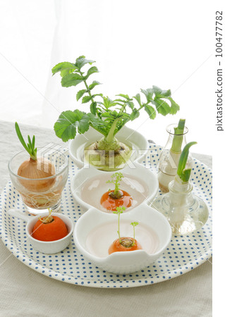 Regenerative cultivation of vegetables on the windowsill Regenerative cultivation of vegetables on the windowsill 100477782