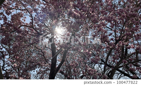 太陽和鮮花 太陽和鮮花 100477822