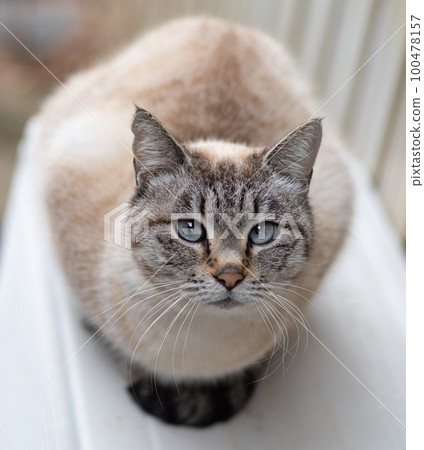 A cat staring at you A cat staring at you 100478157