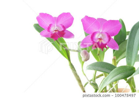 Cattleya pink flower mini purple little princess bright background 100478497