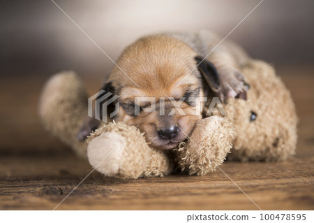 Little puppy sleeps with a teddy bear Little puppy sleeps with a teddy bear 100478595