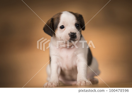 Puppy dog on a wooden background Puppy dog on a wooden background 100478596