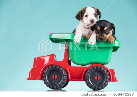 A small dog in an off-road car A small dog in an off-road car 100478597