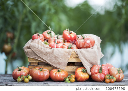 Red Tomatoes in a Greenhouse, organic food Red Tomatoes in a Greenhouse, organic food 100478598