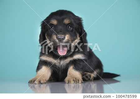 Pet, Cute puppy dog, animals concept Pet, Cute puppy dog, animals concept 100478599
