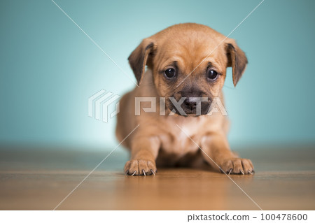 Pet, dog puppy animals concept Pet, dog puppy animals concept 100478600