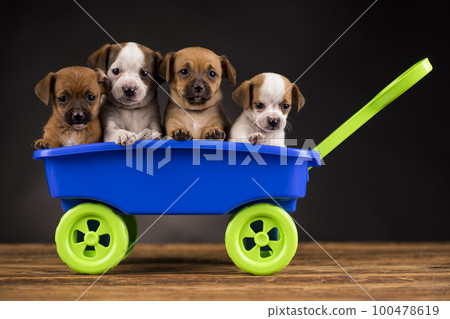 Beautiful little puppies in a toy wagon Beautiful little puppies in a toy wagon 100478619
