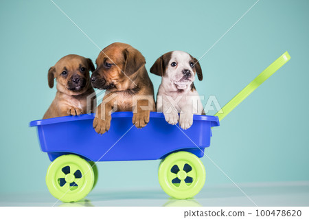 Beautiful little puppies in a toy wagon Beautiful little puppies in a toy wagon 100478620