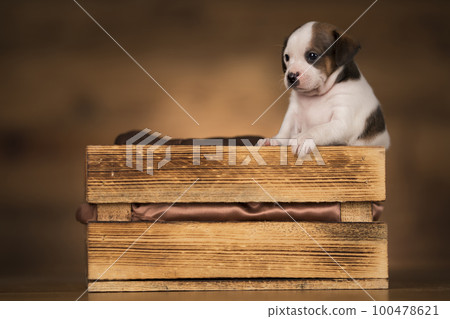 Dog in a wooden crate Dog in a wooden crate 100478621