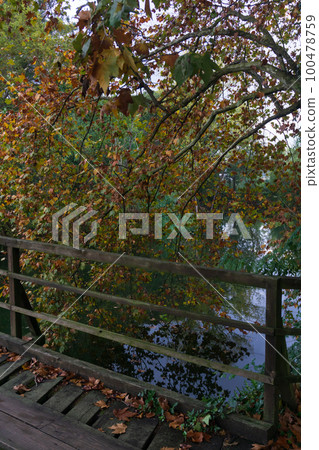 Wooden bridge across the river in the autumn park 100478759