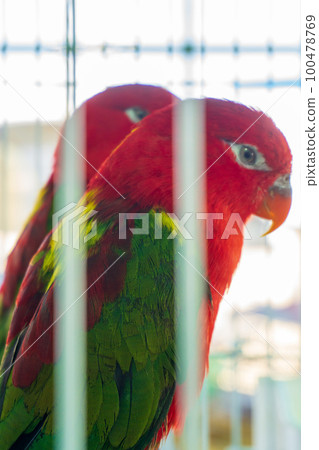 Pair of red parrots Yellow Swarthy Wide-Tailed Loris in cage 100478769