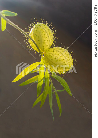 Gomphocarpus fruticosus branches with green balls with air Gomphocarpus fruticosus branches with green balls with air 100478798