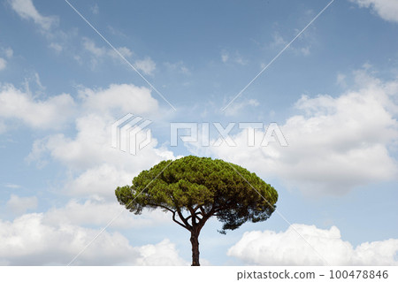 Lone tree and cloudy sky in Rome 100478846