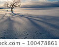 Hokkaido snowfield tree shape 100478861