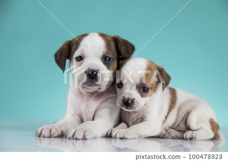 Two little dogs, puppy, animals concept Two little dogs, puppy, animals concept 100478928
