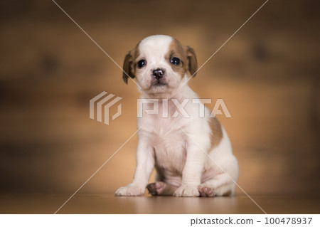 Dog on a wooden background Dog on a wooden background 100478937