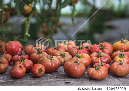 Vegetables, Tomatoes, on desk in garden Vegetables, Tomatoes, on desk in garden 100478939