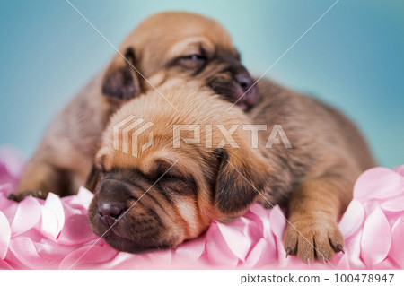 Dogs on a sleeps on a blanket Dogs on a sleeps on a blanket 100478947