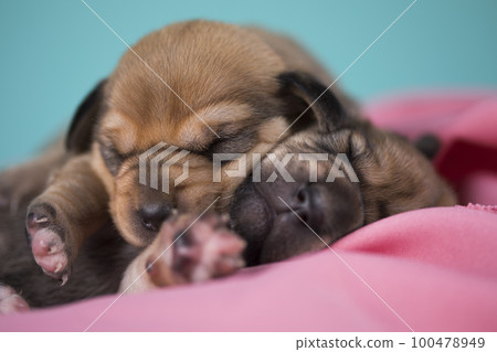 A beautiful little dog sleeps on a pink blanket 100478949