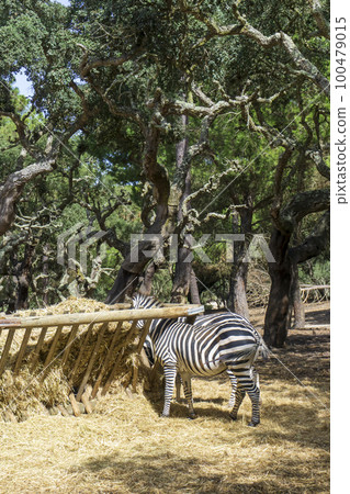 Zebra eats from the trough with hay 100479015