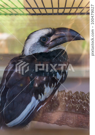 Exotic bird chick Tockus deckeni or Von der Decken's hornbill with large beak, fed in nursery 100479027