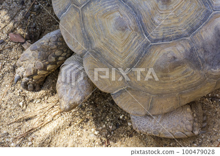 Giant centrochelys sulcata, geochelone sulcata turtle close up view above 100479028