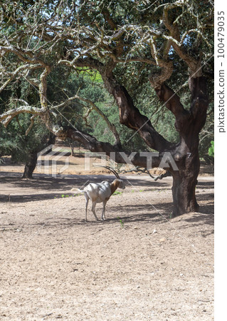 White Saharan Orix, Saber Orix, Saber Larch Antelope Oryx dammah 100479035