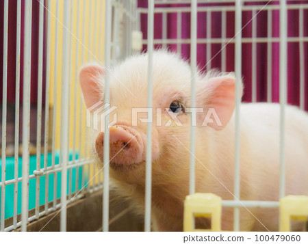 Beautiful and cute white mini pig 100479060
