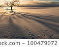 Hokkaido snowfield tree shape 100479072