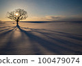 Tree shape of a single tree at sunset in the snowy field of Hokkaido 100479074