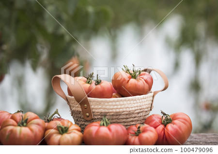Tomatoes vegetable garden, organic products 100479096
