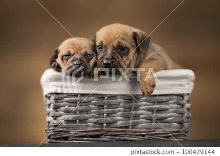 Little dogs in a wicker basket 100479144