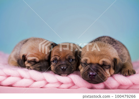 Dogs on a sleeps on a blanket 100479266
