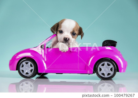 Dog in a pink car 100479267