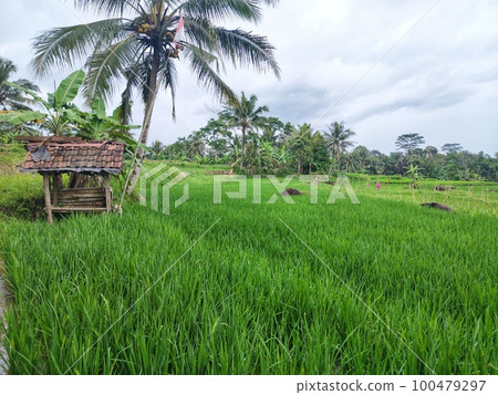 A small building in the rice, a place for farmer rest in indonesia A small building in the rice, a place for farmer rest in indonesia 100479297