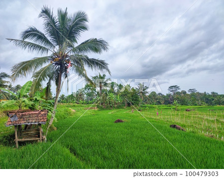 A small building in the rice, a place for farmer rest in indonesia 100479303