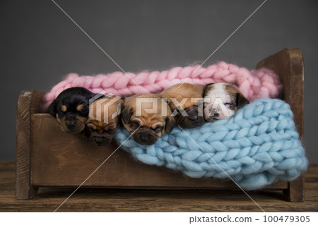 Dogs sleep on a small wooden bed 100479305