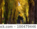 Hokkaido Maeda Park Autumn tunnel of poplar trees 100479446