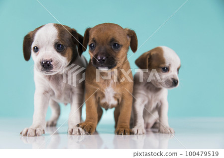 Two little dogs, puppy, animals concept Two little dogs, puppy, animals concept 100479519