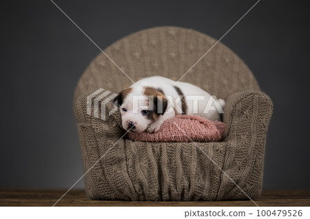 Little puppy breed is sleeping 100479526