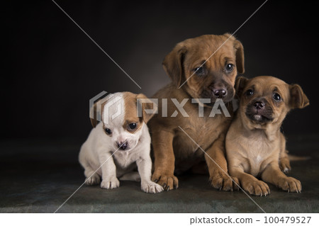 Small dog on a black background 100479527